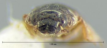 Media type: image;   Entomology 3136 Aspect: head frontal view